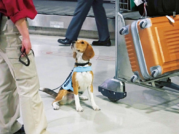 検疫探知犬。手荷物の中に肉類や肉製品、果物などの農産物が入っているかどうかを嗅ぎわけて発見する。