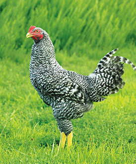 青森シャモロック[青森県]