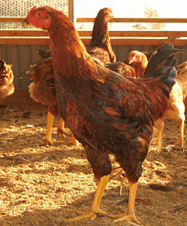 川俣シャモ[福島県]