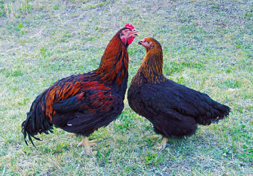 上州地鶏[群馬県]