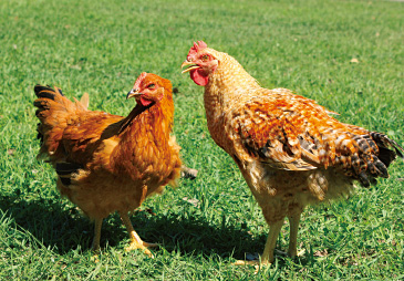 奥美濃古地鶏（おくみのこじどり）[岐阜県]