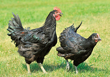 長州黒かしわ[山口県]