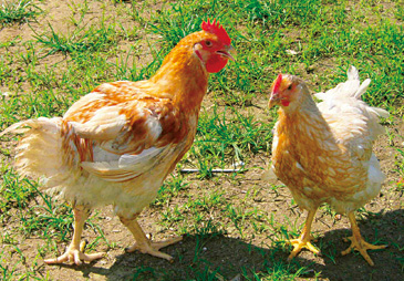 土佐はちきん地鶏[高知県]