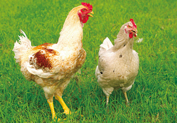 はかた地どり[福岡県]