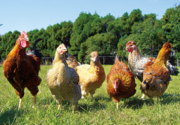 みやざき地頭鶏（じとっこ）[宮崎県]