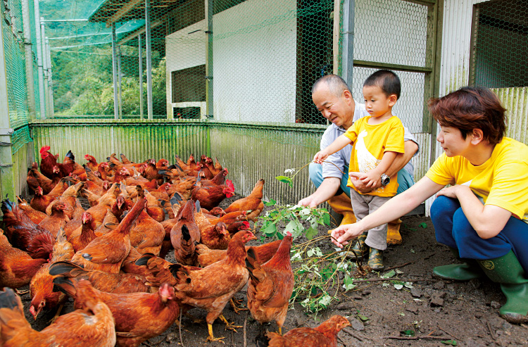 土佐ジローは、空の見える開放的な空間で育てられている(採卵鶏の鶏舎にて)。