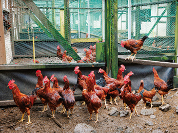 肉用に飼育しているのは雄鶏のみ。父と母どちらの特性が出るかにより大きさに個体差がある。