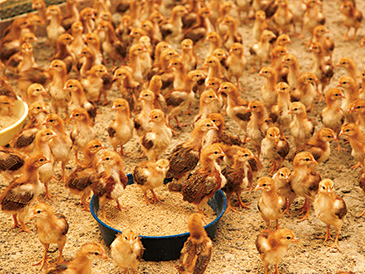 暖めた鶏舎内で育つひなたち。