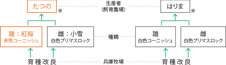 純国産鶏種「たつの」と「はりま」