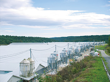 岩手県洋野町にあるニチレイフレッシュファーム(写真左)では、「純和鶏(たつの)」をひよこ段階から飼育。系列会社の株式会社フレッシュチキン軽米にて処理・解体後、精肉として販売を行っている。写真右は飼育担当の社員のみなさん。