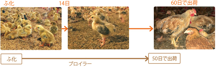 純和鶏の成長過程