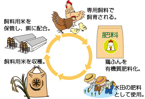 地域の飼料用米を利用する循環型農畜産業