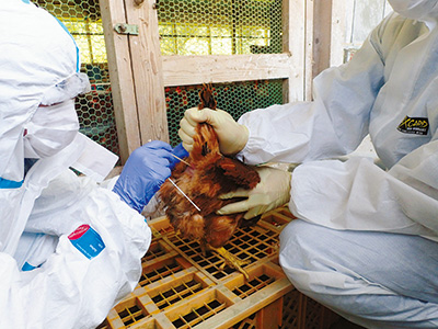 鳥インフルエンザ感染の有無を確認するためのモニタリング検査。