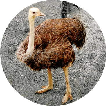 ダチョウ