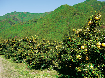 徳島県の豊かな自然の中で育まれる「木頭ゆず」。