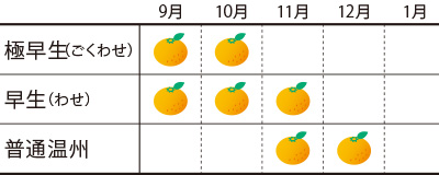 温州みかんの収穫時期