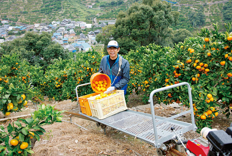 収穫したカゴいっぱいのみかんをコンテナへ。コンテナは、モノレールで運ぶ。急斜面では必須の設備。