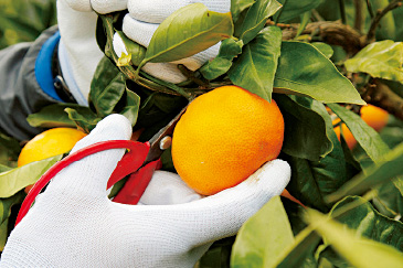 収穫は一つ一つ手作業。だいだい色に十分に色づいた実を目視で判別し、ハサミで収穫していく。