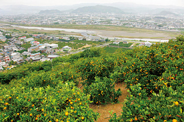 有田川とみかん畑。有田川町のみかん農家が使う共同かん水施設の水は、この有田川から引いている。