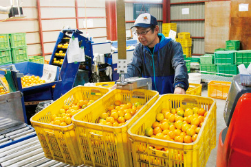 「できるところは積極的に効率化したい」と稲住さん。自宅の選果場にはコンテナを持ち上げる設備があり、女性だけでも作業ができるようになっている。