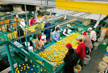 機械化を行いながらも、最後には必ず人の目と手を使って選別する。厳しいチェックの末に、有田みかんは出荷されている。