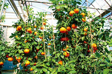 紅まどんなの立木