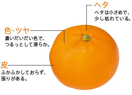 みかんの選び方