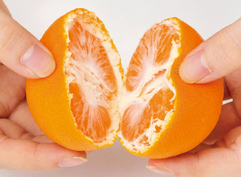 みかん産地の皆さんに聞くと、このむき方が一般的だとか。裏側からまず2つに割る。