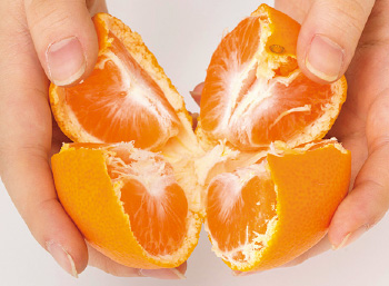 さらに2つに割って、4つ割りにする。外皮はヘタ側からがむきやすい。