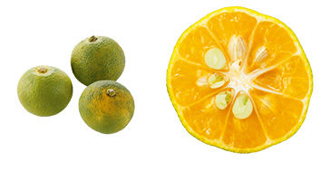 シークワーサー