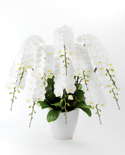 農林水産大臣賞を受賞した「エタニティースノー」。室内に手軽に飾れるクオーターサイズの花が特徴。