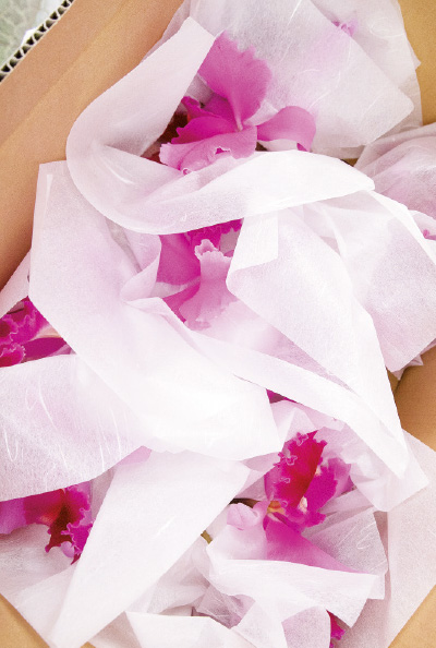 現在もカトレアは切り花として生産・出荷している。