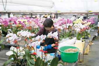 家族4人とスタッフ26人の30人で、1200坪ある温室で約4万鉢の洋らんを生産している。