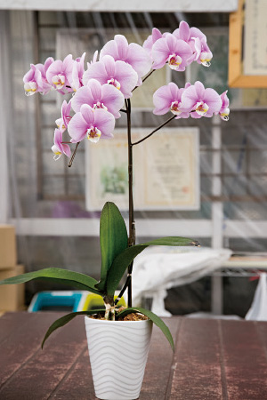 着想から誕生までに15年を費やしたコチョウラン「湘南桜」。茎が横に伸びているため、何鉢か並べるとソメイヨシノが咲いているよう。