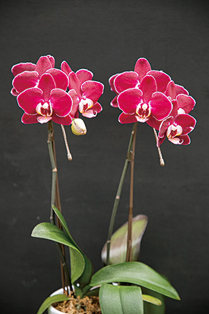 2009年の全国花き品評会洋らん部門で農林水産大臣賞を受賞した「チョコレートパール」。