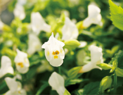 研究開発に使われた白いトレニア。