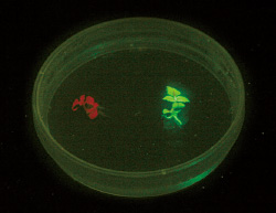 特定の光を当てた実験中のシャーレ内。左が遺伝子組換えをしていないトレニア、右が蛍光タンパク質遺伝子を取り入れたトレニア。花が咲く前の状態から光っている。