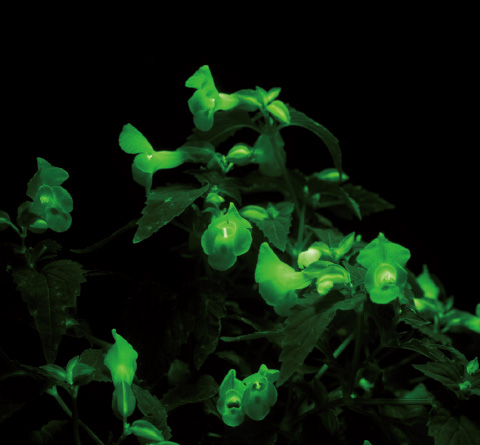 蛍光を発するトレニアの花。