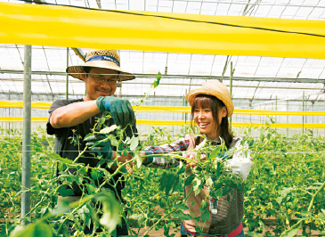 夫婦一緒にミニトマトの収穫作業。