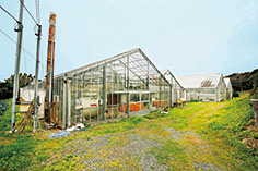 2棟で計20アールの温室でバラの水耕栽培を行っている。