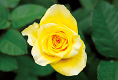 日持ちの良い黄色の花をつけるイリオス。