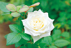 結婚式に多く用いられるアバランチェ。