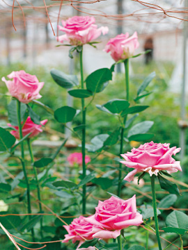 県から委託を受けて試験育成している品種。