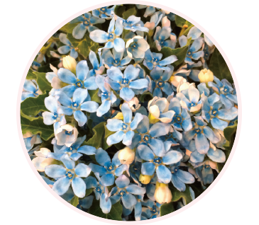 オキシペタラム