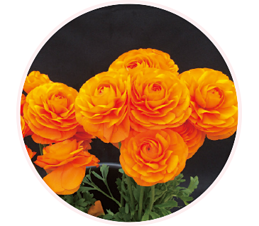 ラナンキュラス