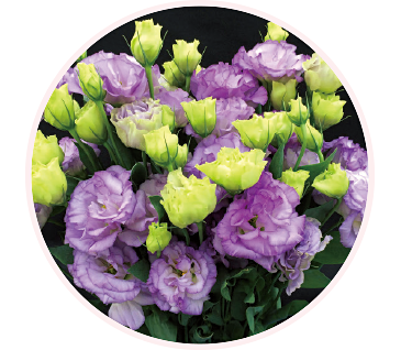 トルコギキョウ