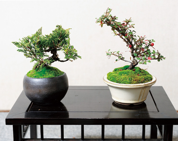 1鉢だけでは手入れを怠りやすいため、3~5鉢くらいは持ちたい。写真は真柏(左)と紅紫檀(右)。