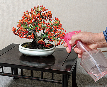 水やりは木の上からではなく、土の表面にそっと。専用のジョウロもあるが、小さい盆栽であれば霧吹きを用いてもいい。