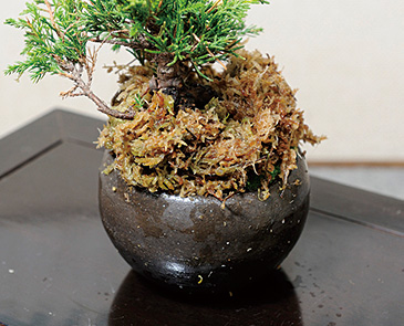 2~3日面倒を見られないときは、濡らしたミズゴケやタオルをあてがい、土が乾きにくくしておく。