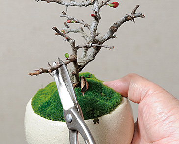 バランスを見ながら伸ばしたくない枝をせん定。「リズムやメロディが感じられるよう」(浜野氏)に枝を作っていく。